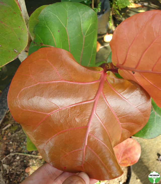 Coccoloba uvifera