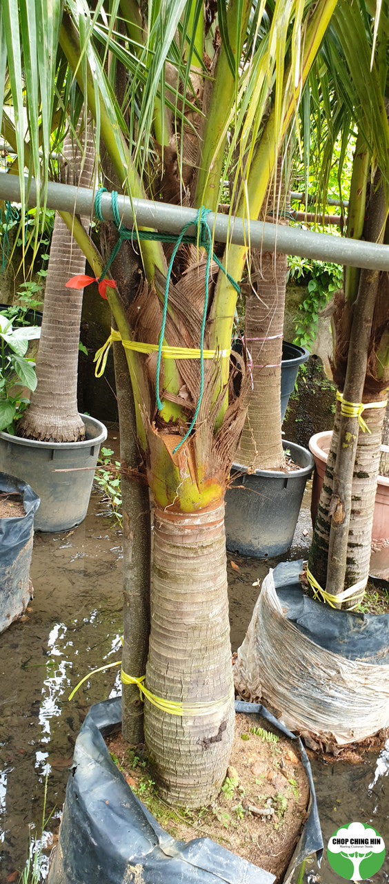 Cocos nucifera