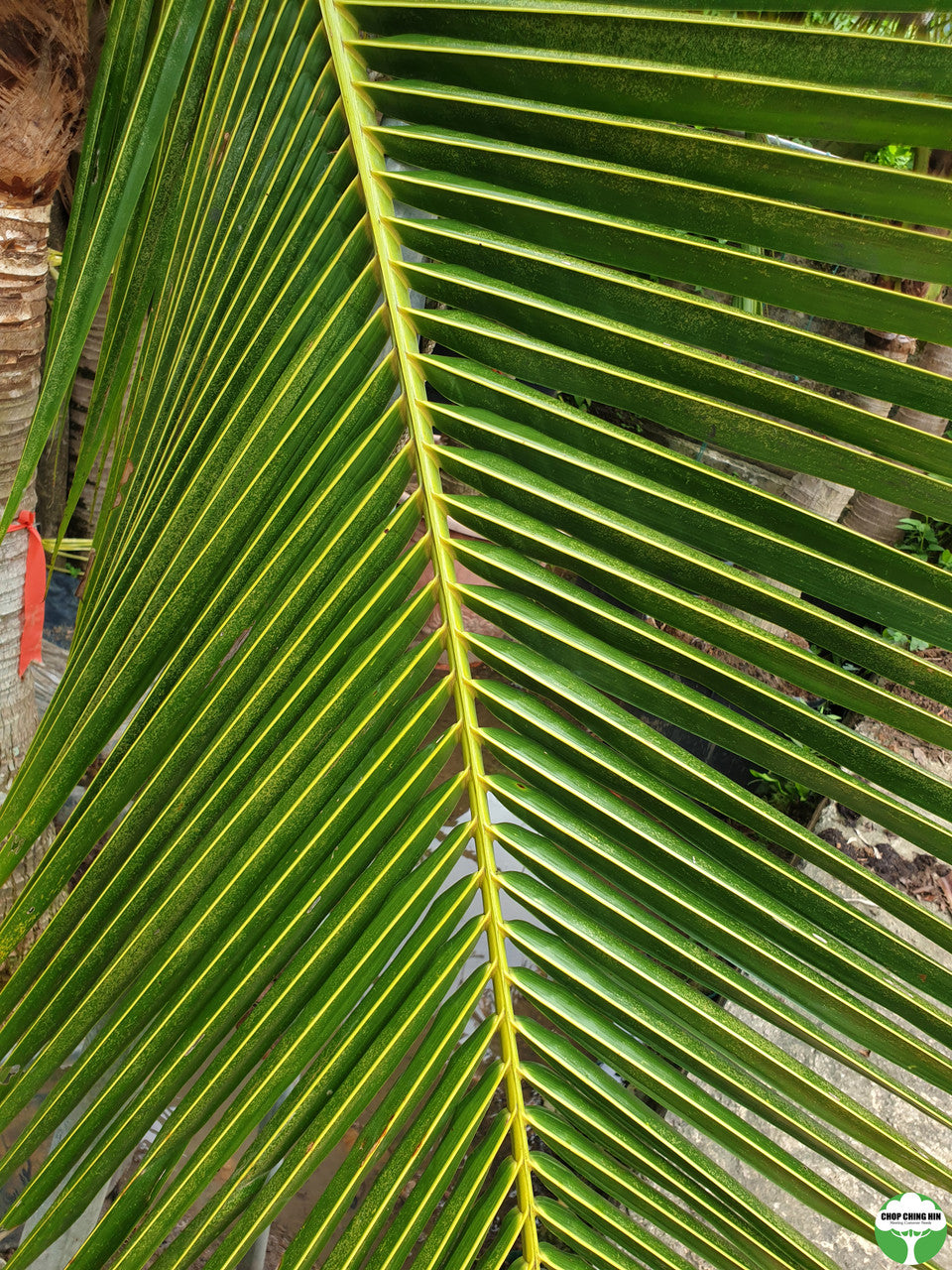 Cocos nucifera
