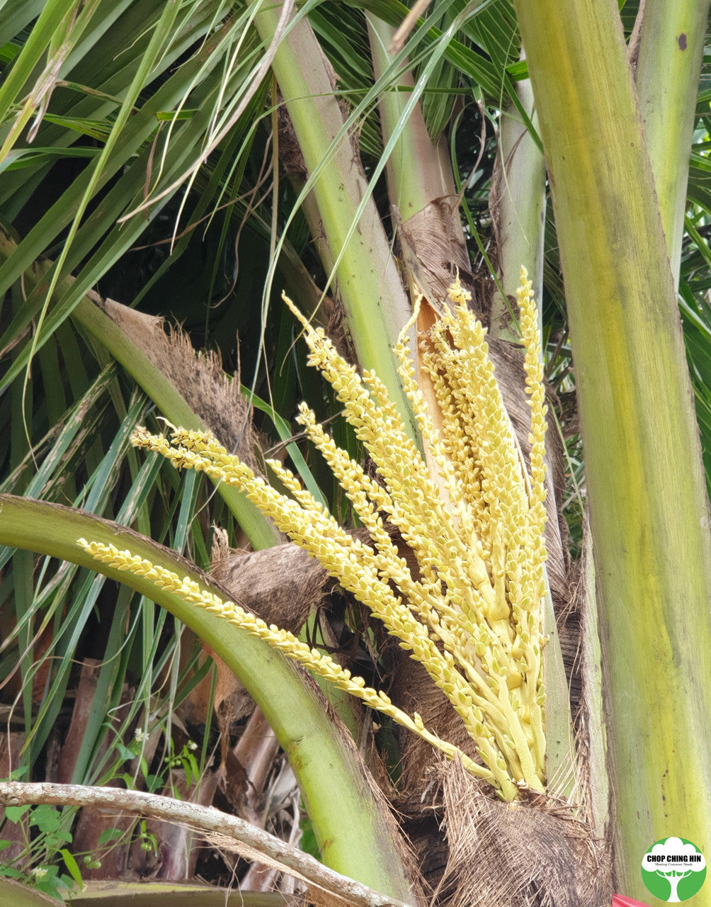 Cocos nucifera