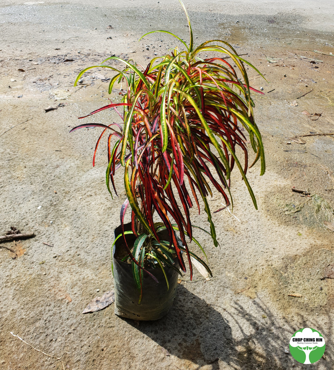 Codiaeum variegatum