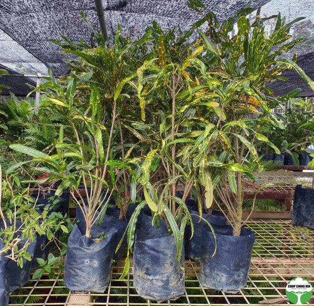Codiaeum variegatum