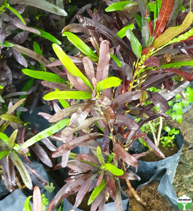 Codiaeum variegatum