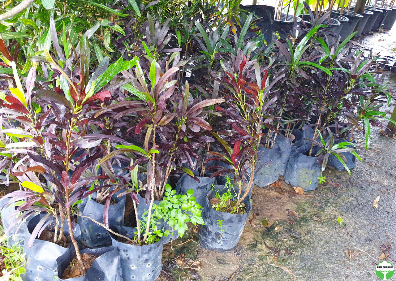 Codiaeum variegatum