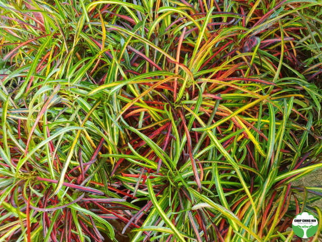 Codiaeum variegatum