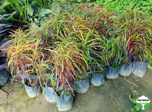 Codiaeum variegatum
