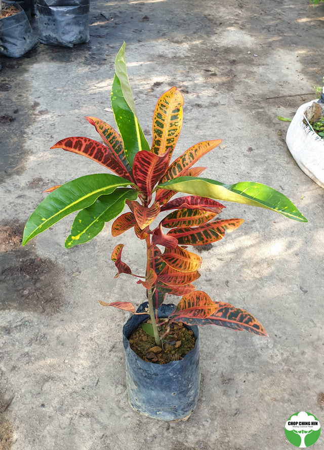 Codiaeum variegatum