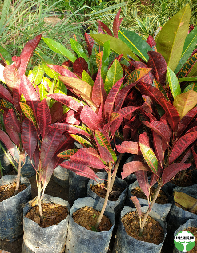 Codiaeum variegatum
