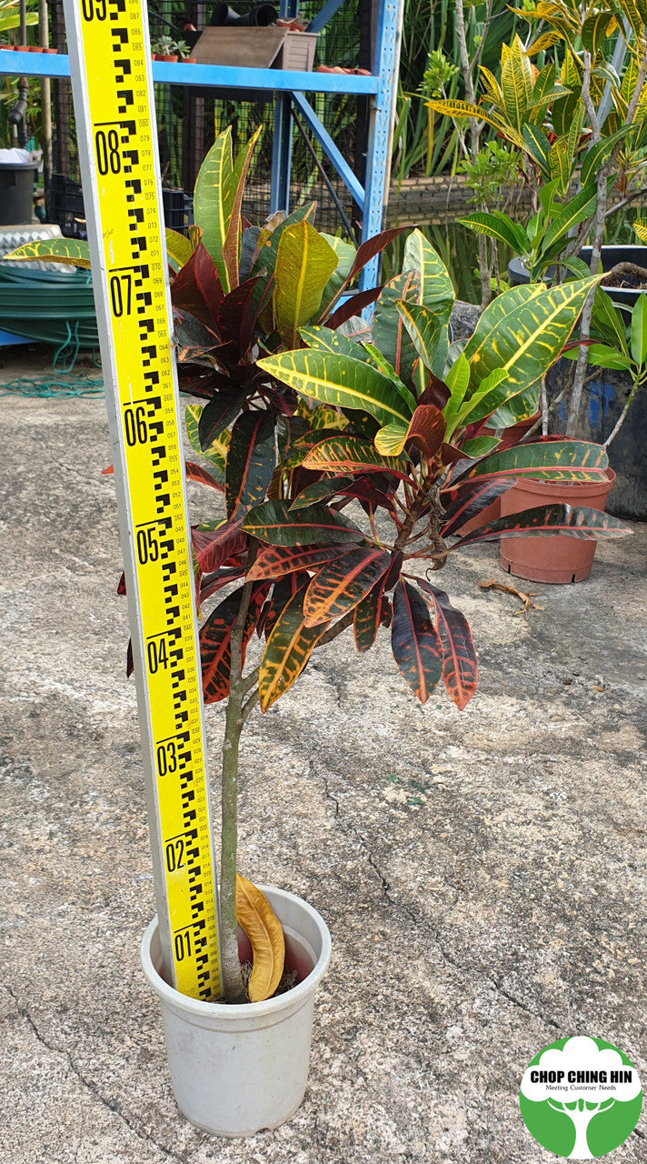 Codiaeum variegatum