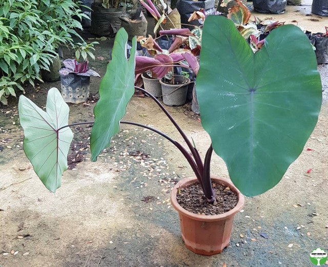 Colocasia esculenta 'Black Magic'