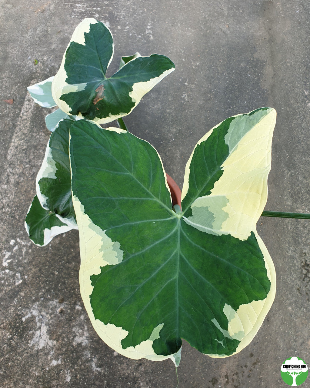 Colocasia esculenta 'Mickey Mouse'