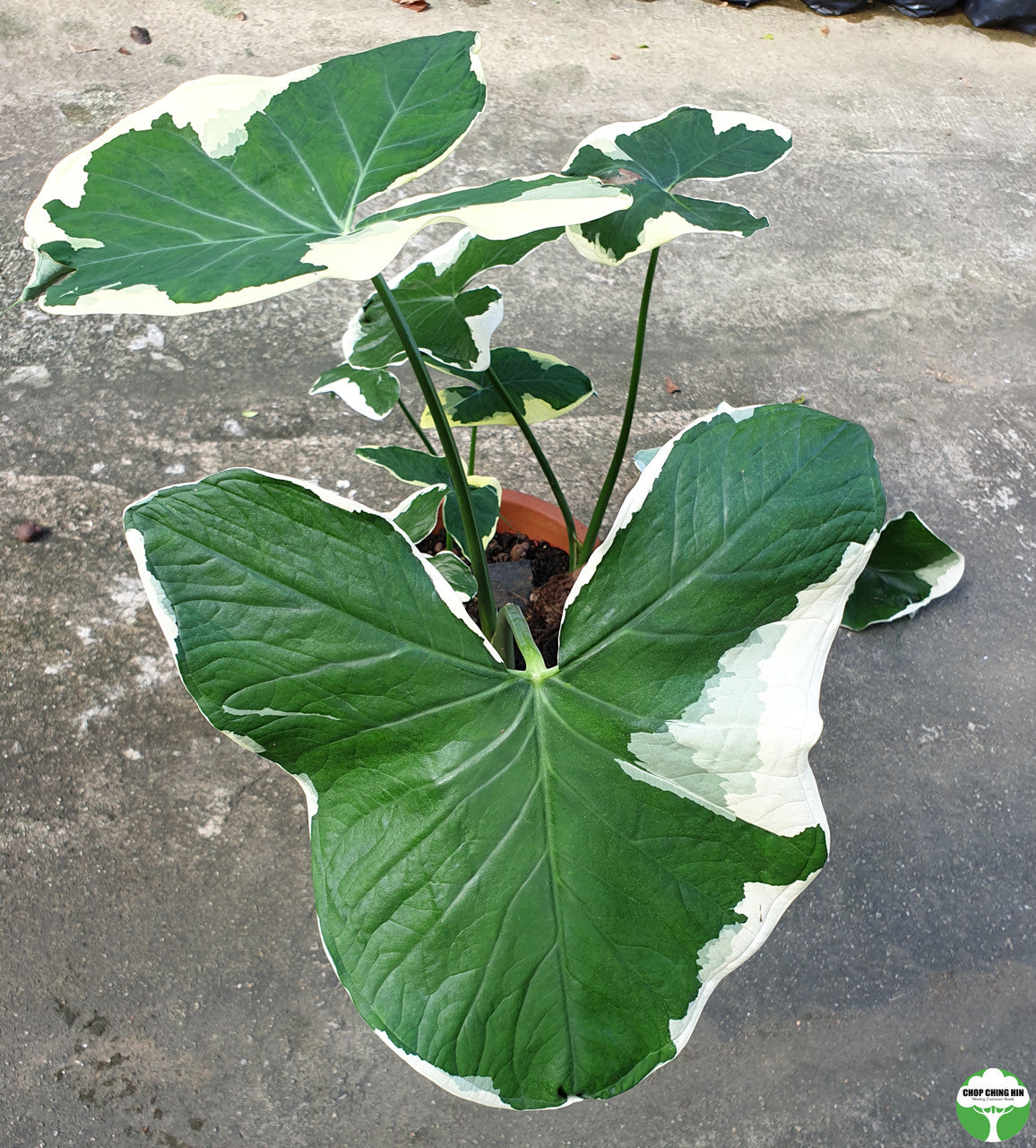 Colocasia esculenta 'Mickey Mouse'