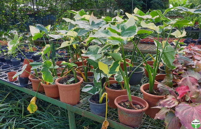 Colocasia esculenta 'Mickey Mouse'