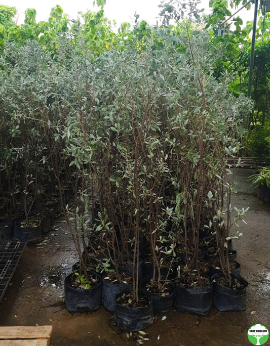 Conocarpus erectus var. sericeus