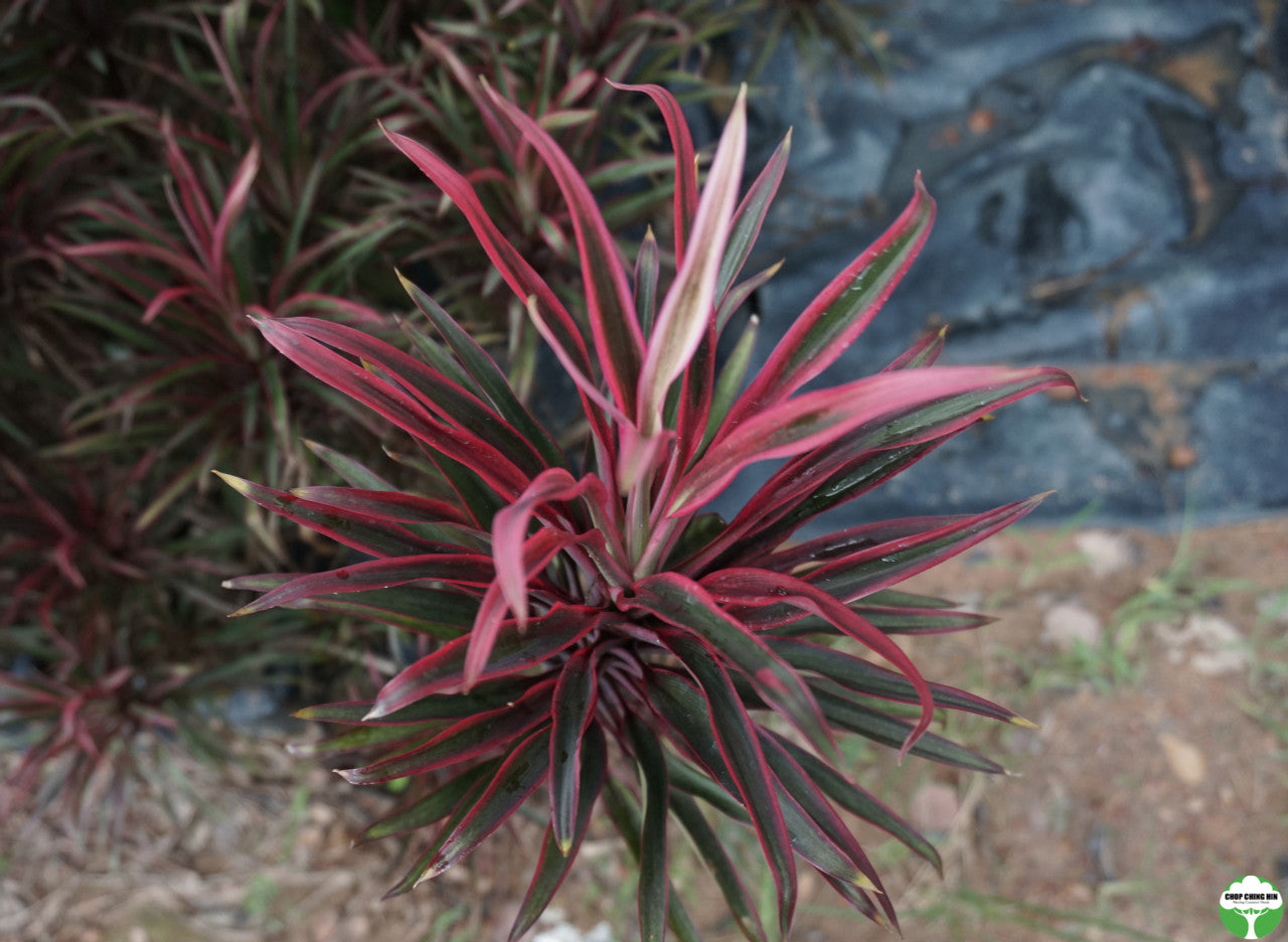 Cordyline 'Americana'