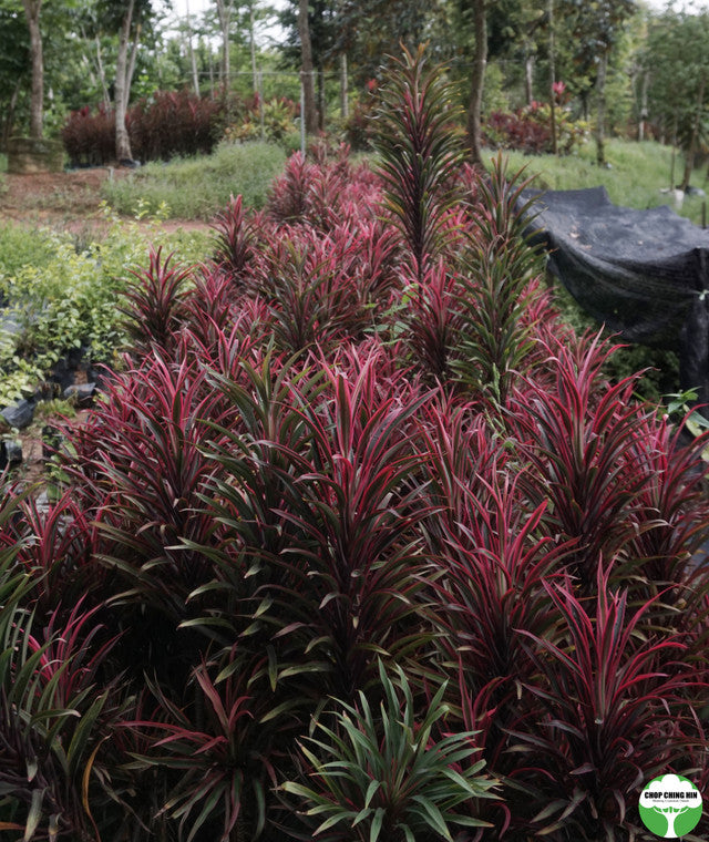 Cordyline 'Americana'