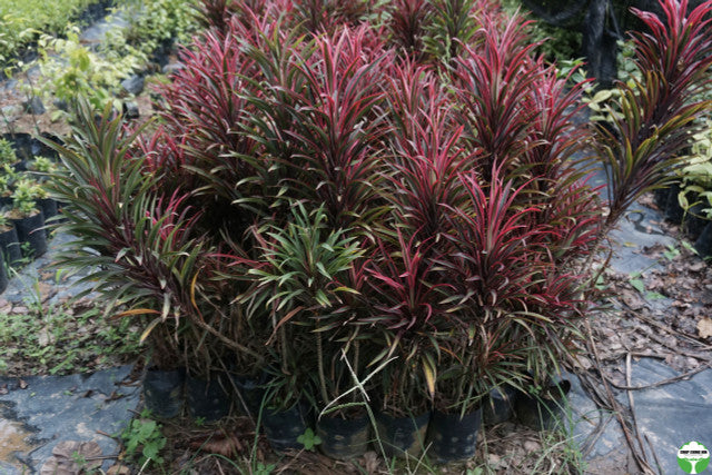 Cordyline 'Americana'
