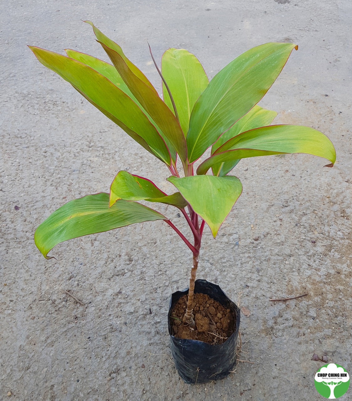 Cordyline cultivar
