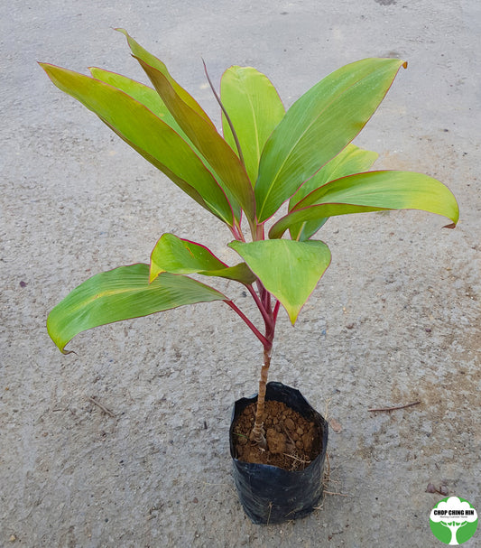Cordyline cultivar