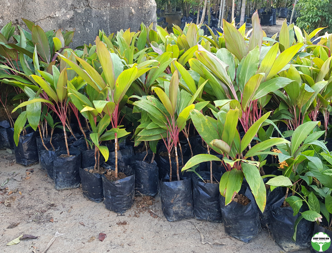 Cordyline cultivar
