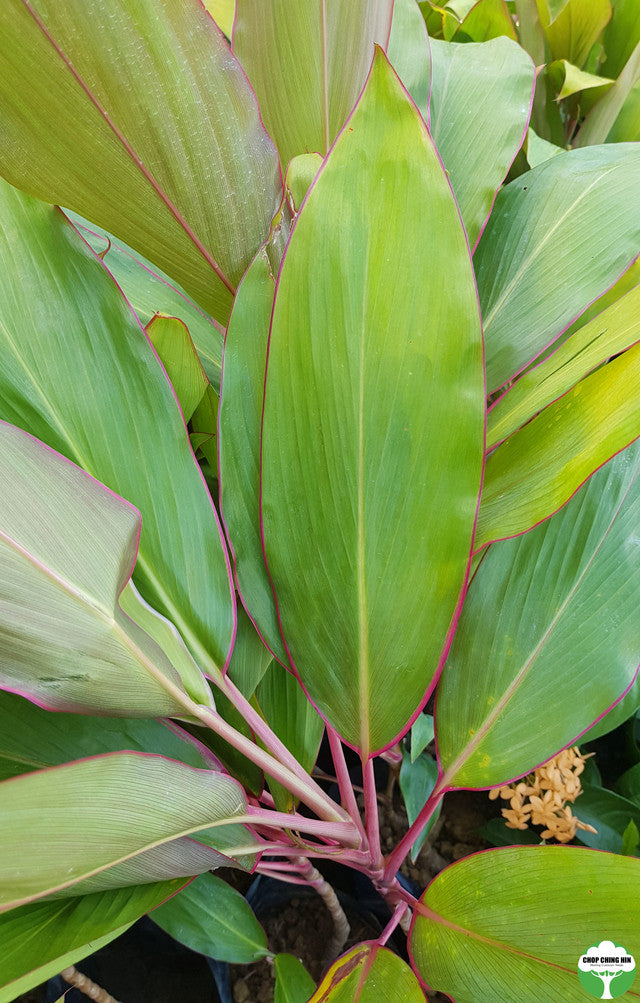 Cordyline cultivar
