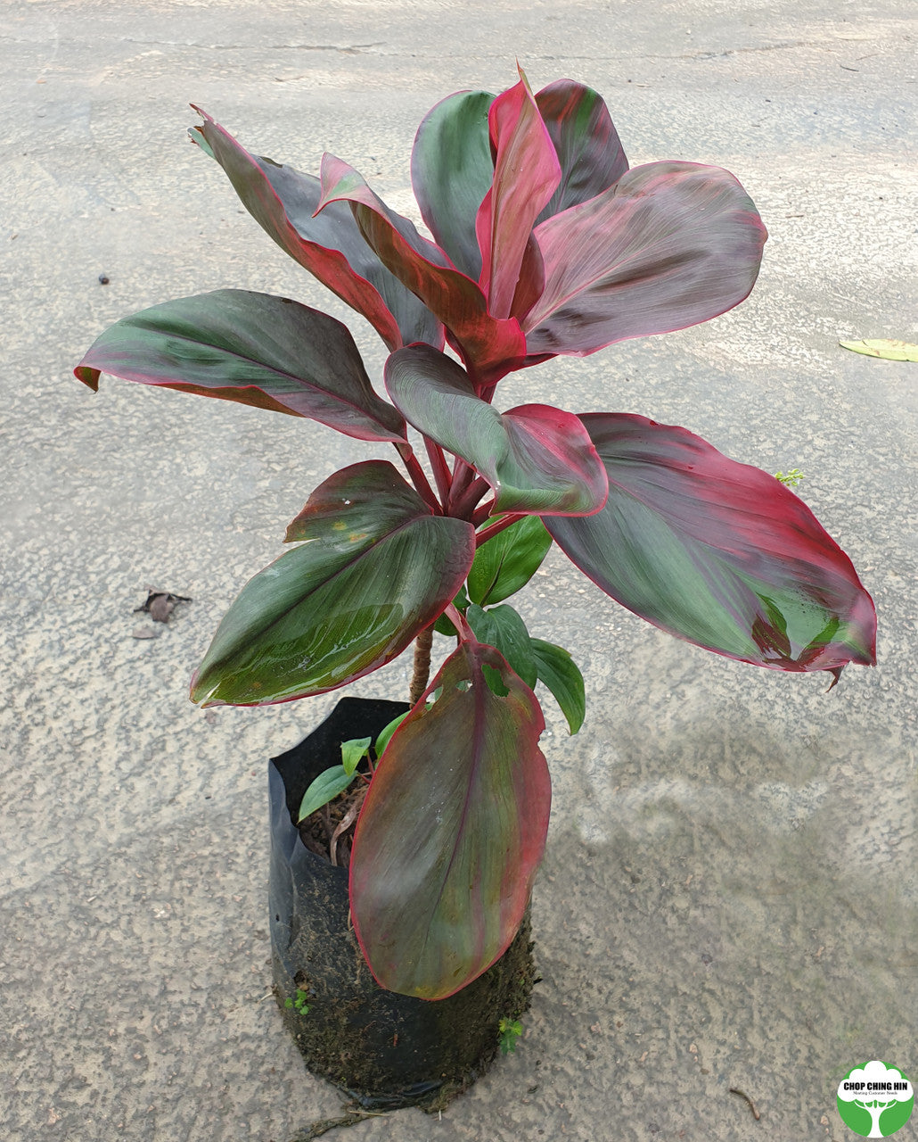 Cordyline fruticosa 'Dark Red'