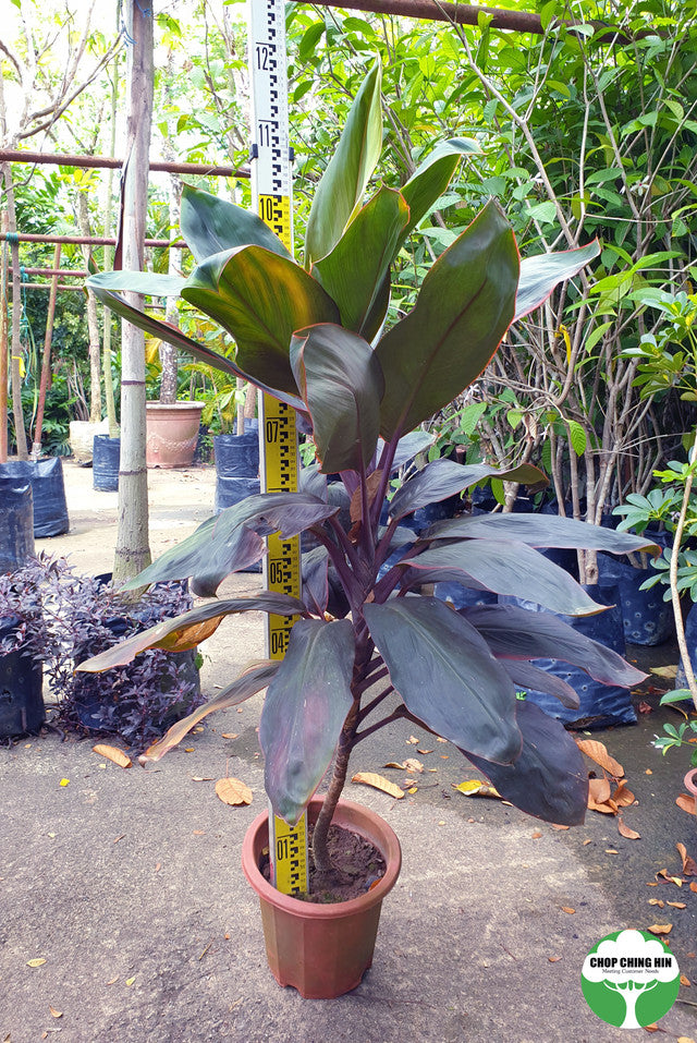 Cordyline fruticosa 'Dark Red'