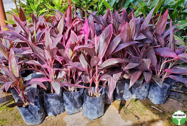 Cordyline fruticosa 'Firebrand'