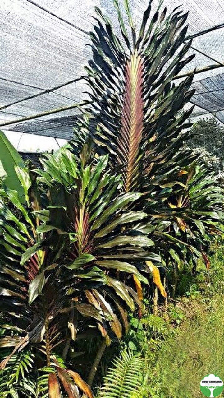 Cordyline fruticosa 'New Guinea Fan'