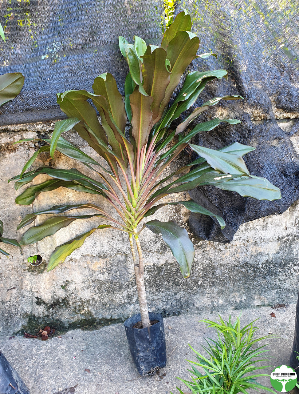 Cordyline fruticosa 'New Guinea Fan'