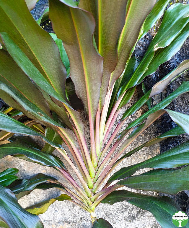 Cordyline fruticosa 'New Guinea Fan'
