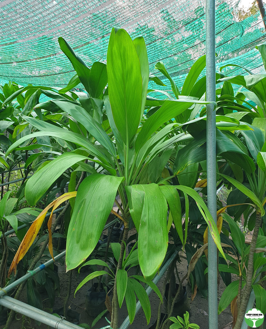 Cordyline sp.