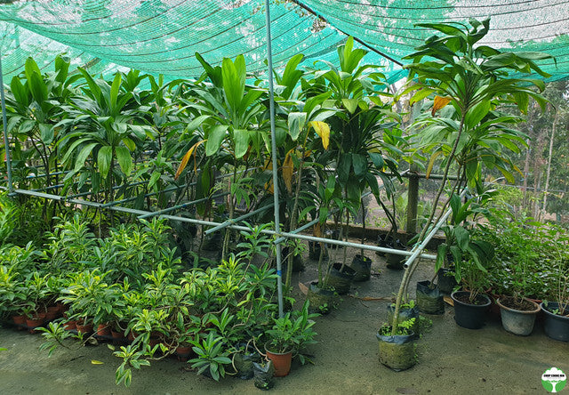 Cordyline sp.
