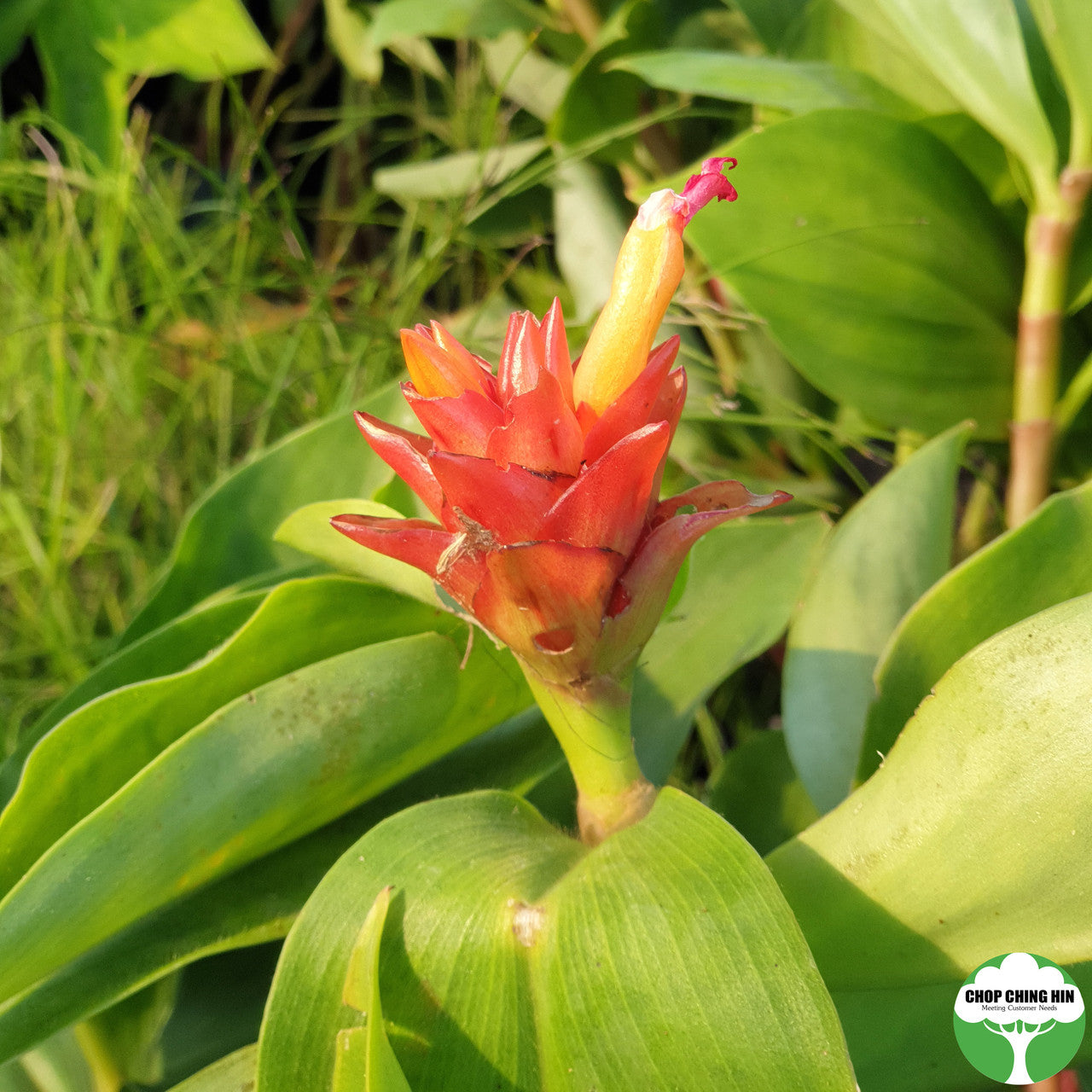 Costus curvibracteatus
