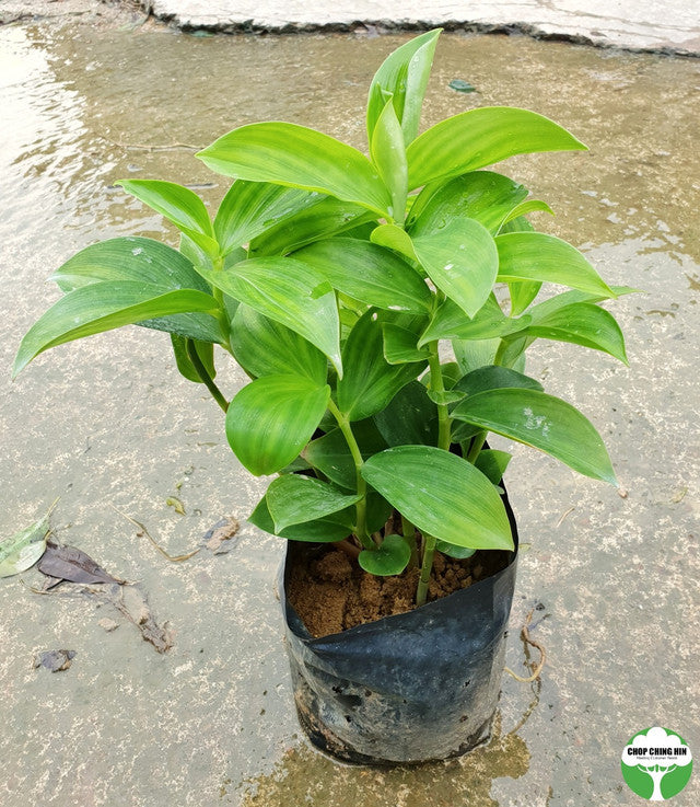 Costus curvibracteatus