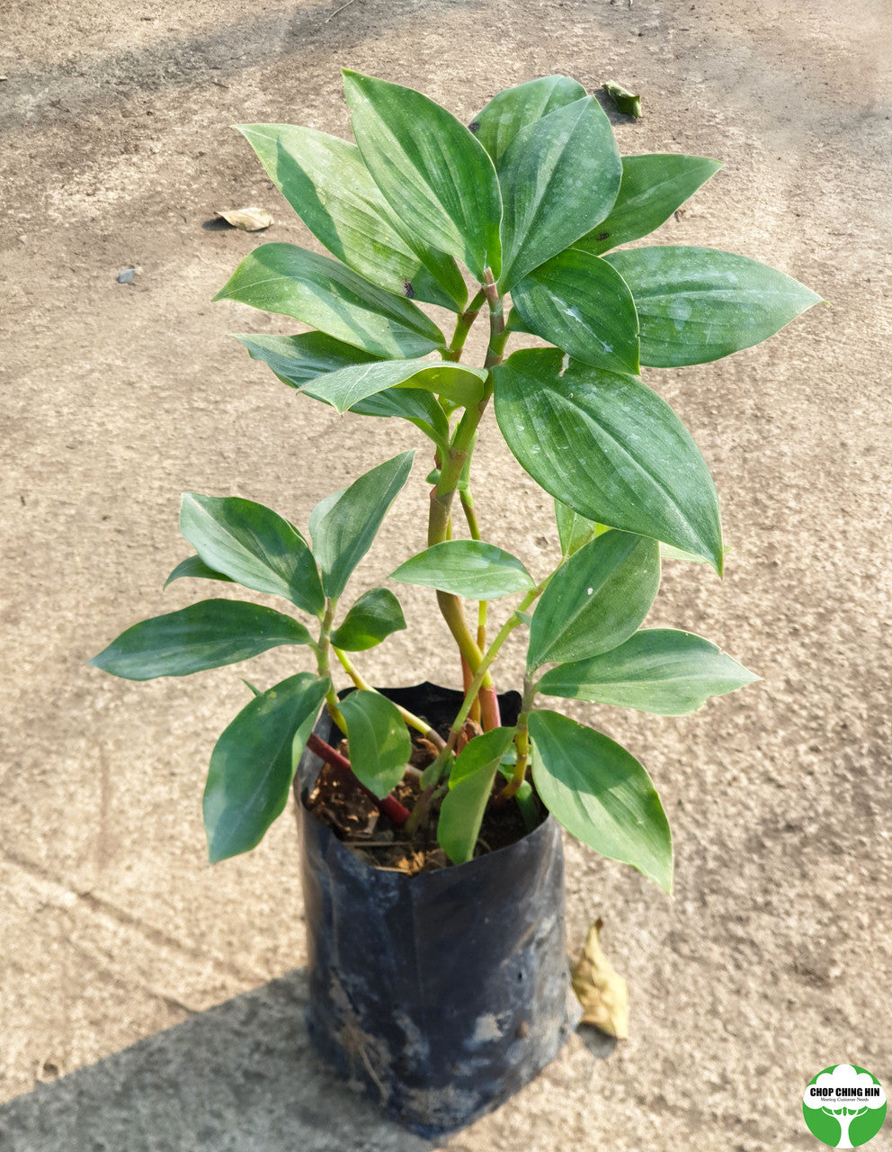 Costus curvibracteatus