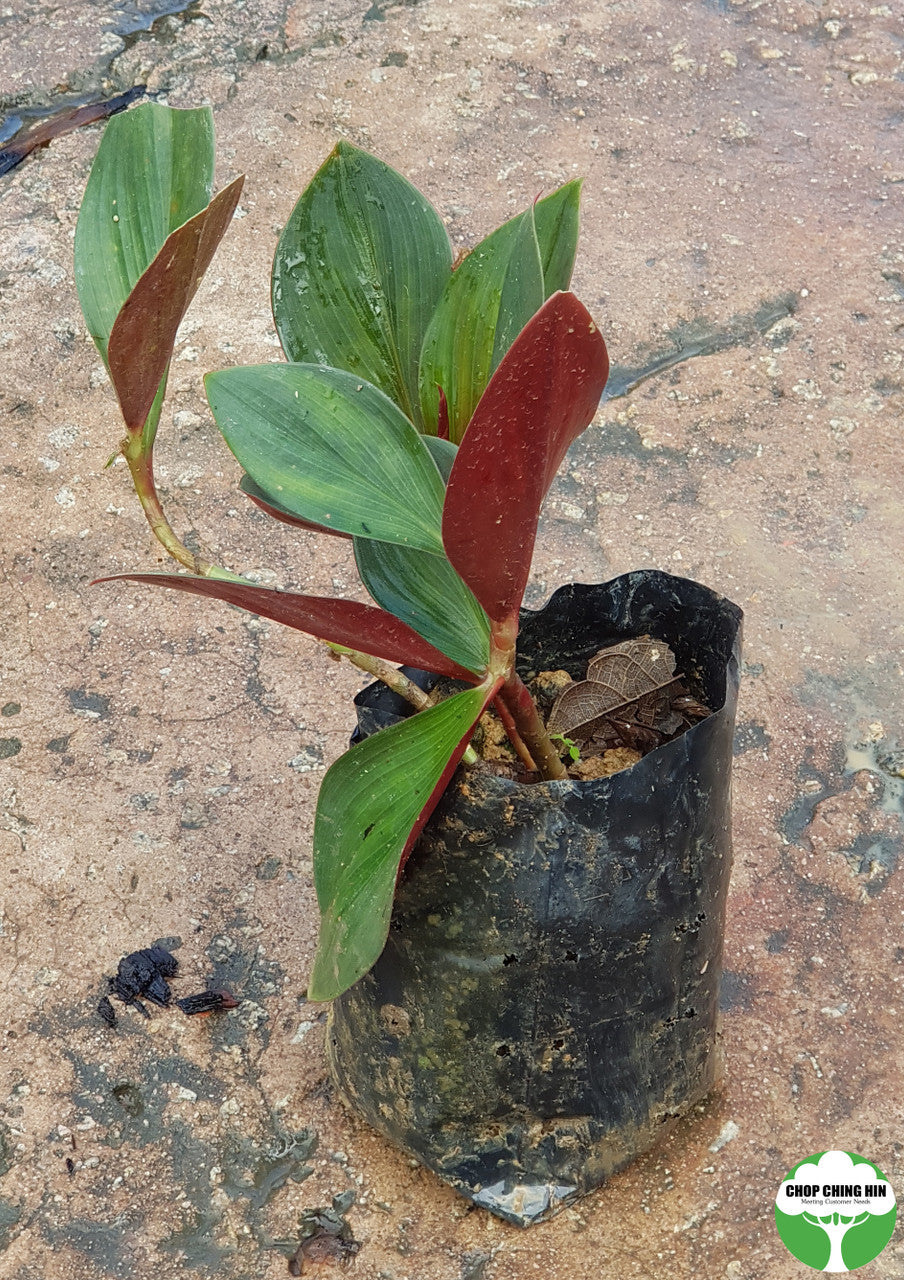 Costus erythrophyllus