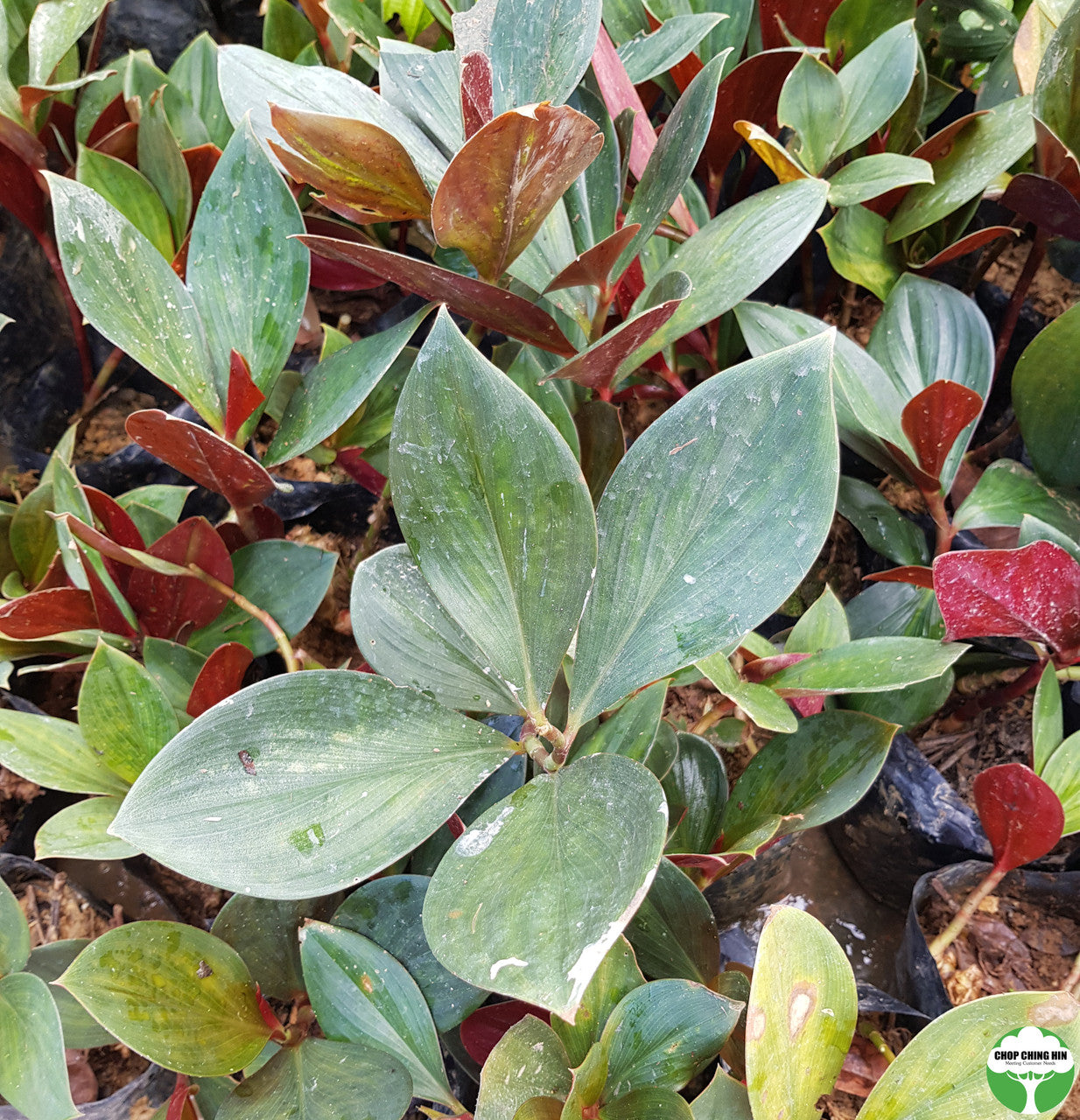 Costus erythrophyllus