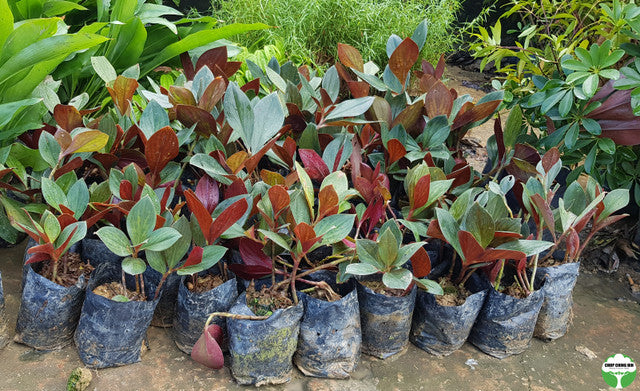 Costus erythrophyllus