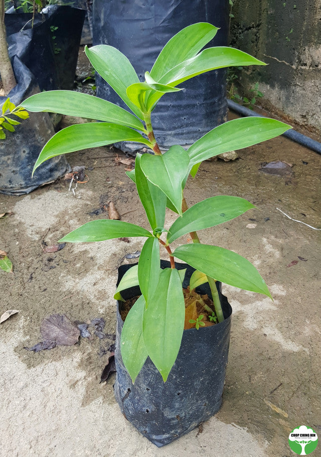 Costus erythrophyllus