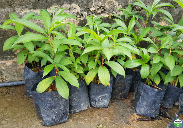 Costus erythrophyllus