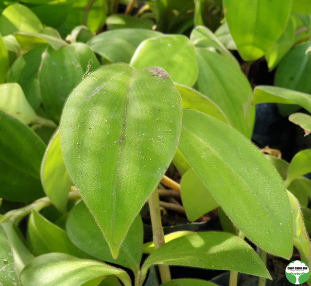 Costus osae