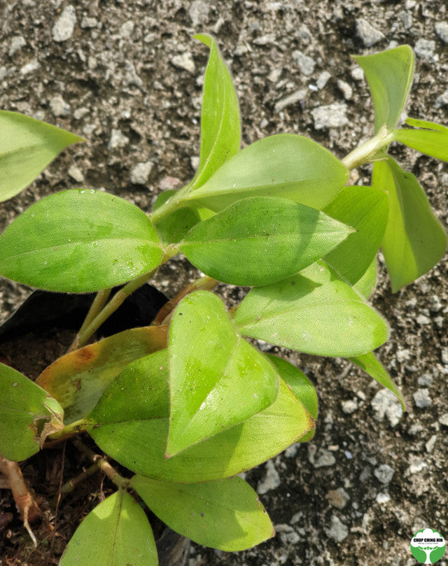 Costus osae