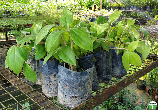 Costus osae