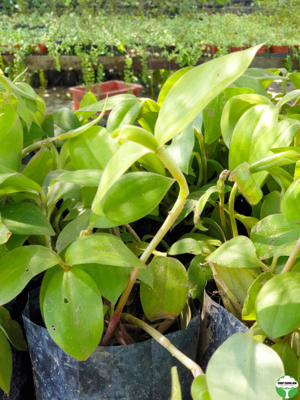 Costus osae