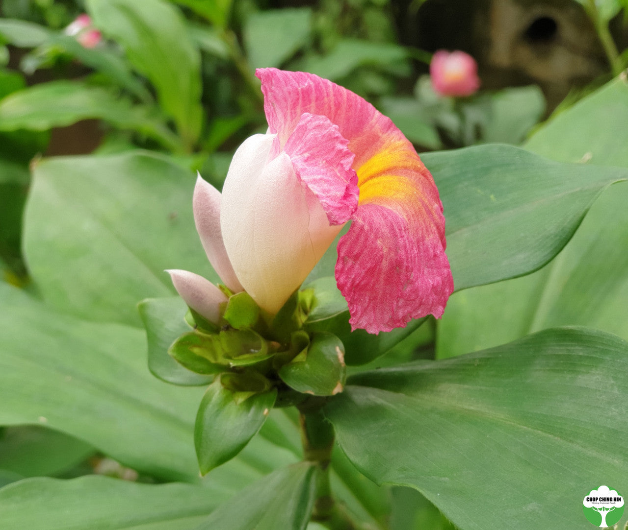 Costus phyllocephalus