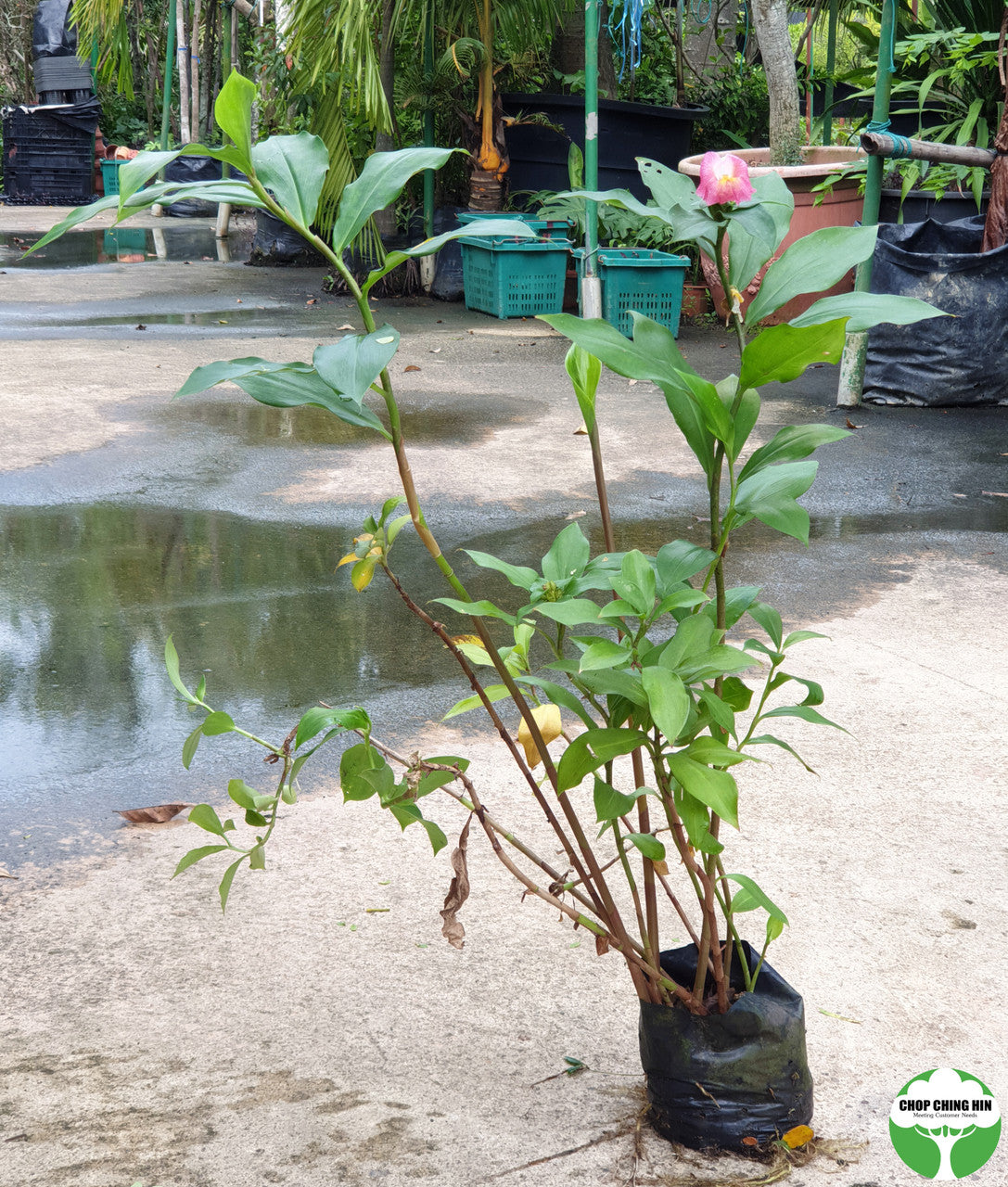 Costus phyllocephalus
