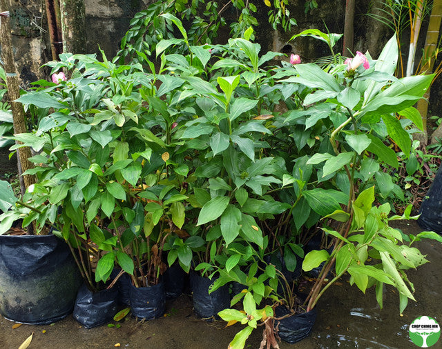 Costus phyllocephalus