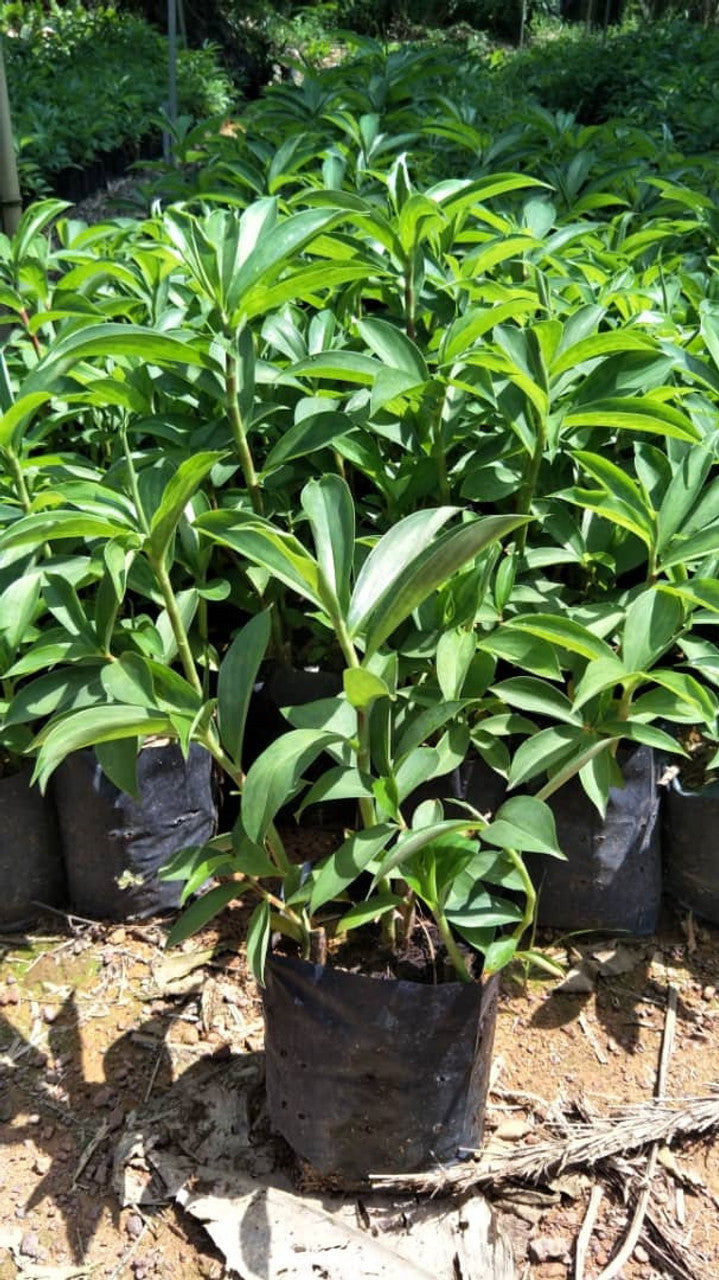 Costus woodsonii