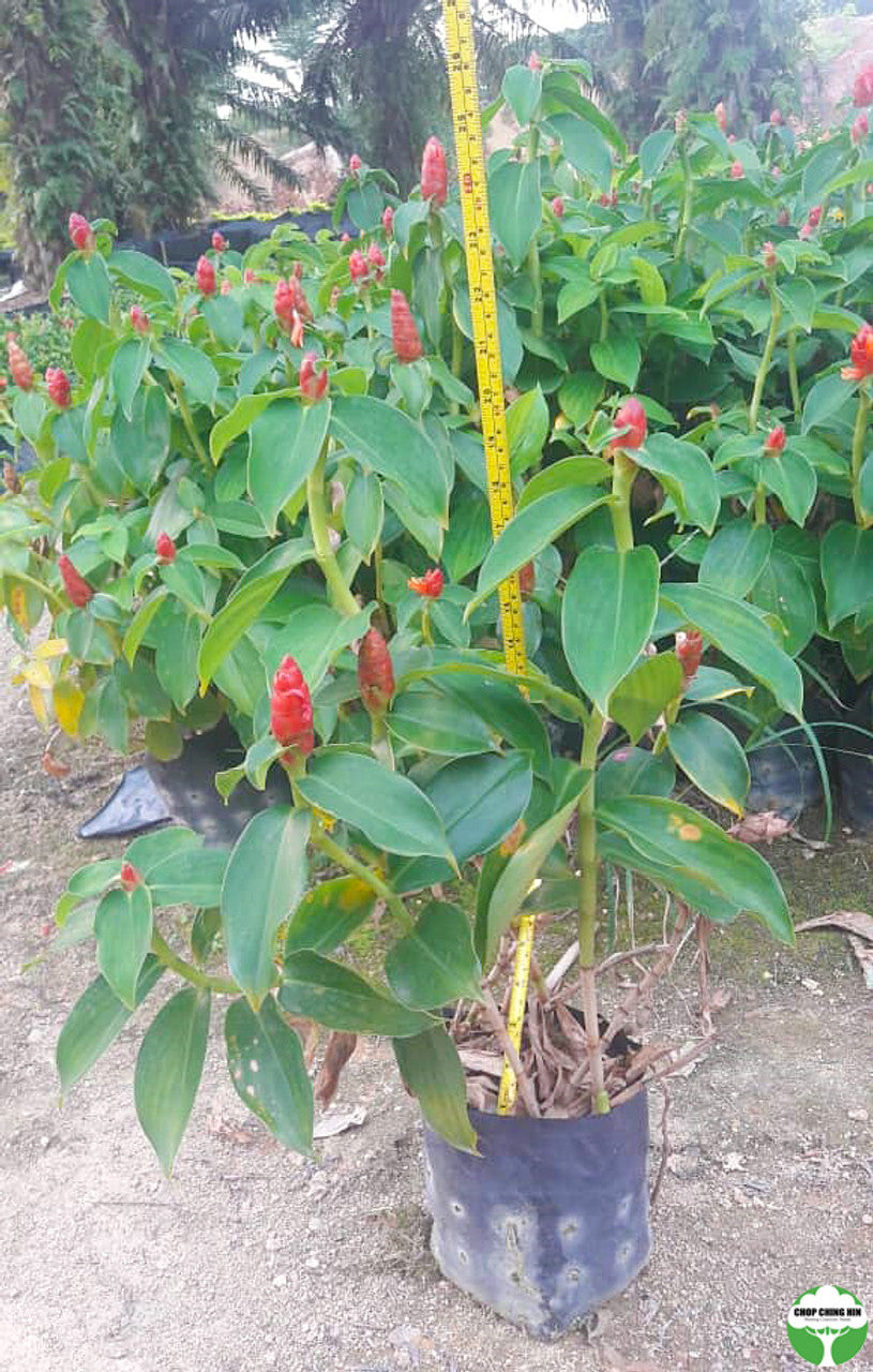 Costus woodsonii